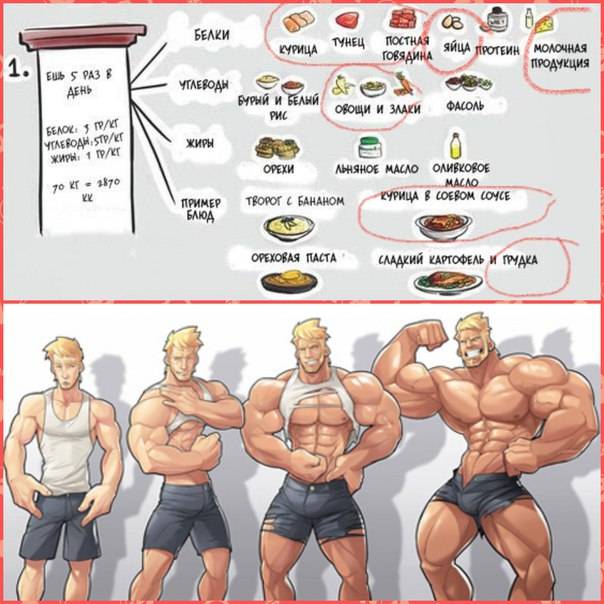 Питание для набора мышечной массы - меню и рацион