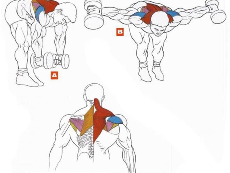 Как накачать широчайшие мышцы спины: упражнения и тренировки на ширину и большой размер