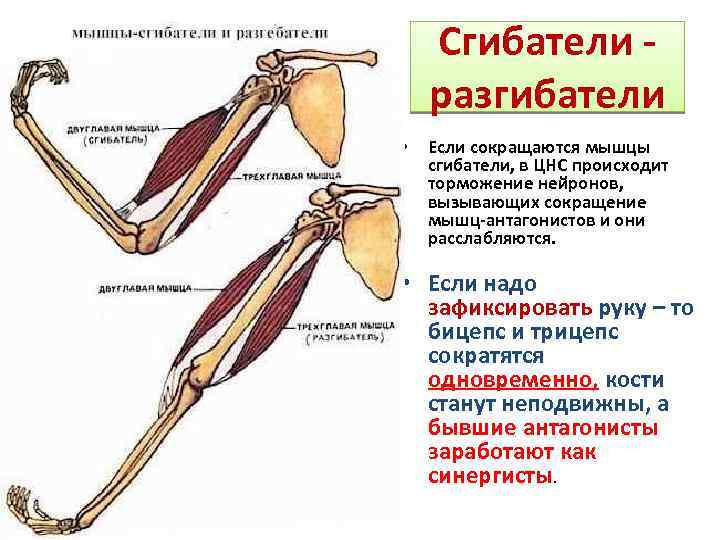 Агонисты и антагонисты мышцы