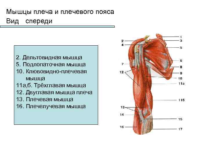 Плечевой пояс анатомия