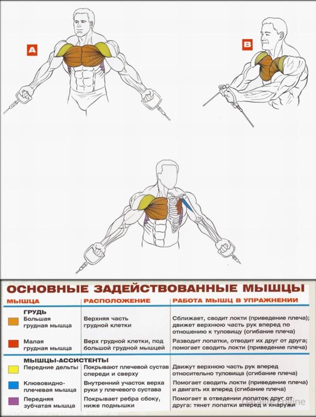 5 лучших программ тренировки грудных мышц