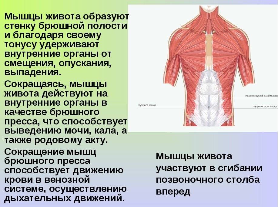Мышцы человека: анатомия, функции, строение в картинках