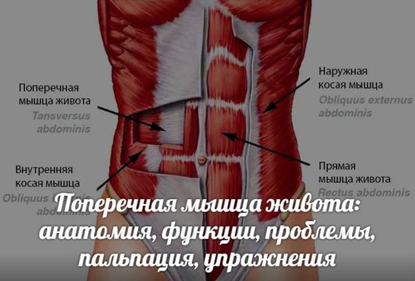 Мышцы человека: анатомия, функции и их строение в картинках