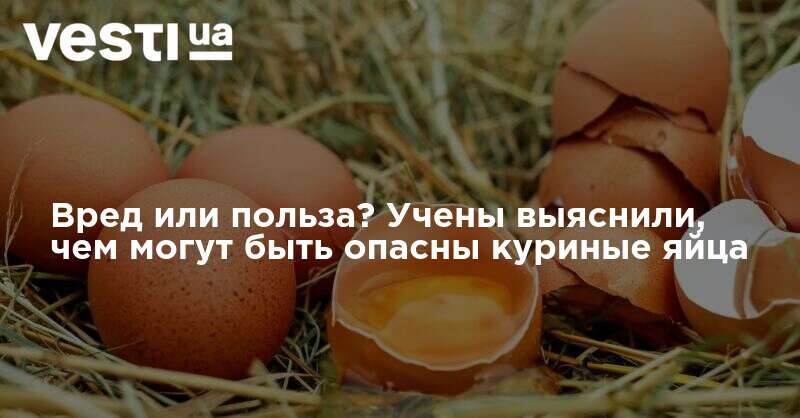 Куриные яйца: польза и вред для организма