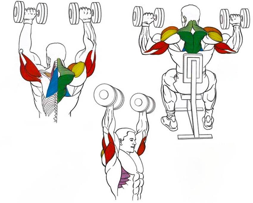 Тренировка плеч: упражнения и программа для отстающих пучков дельтовидных мышц