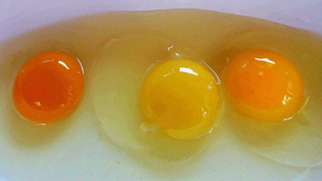 Интересное о птицах | цветные яйца – цвет скорлупы и цвет желтка влияет на вкус? - статьи
