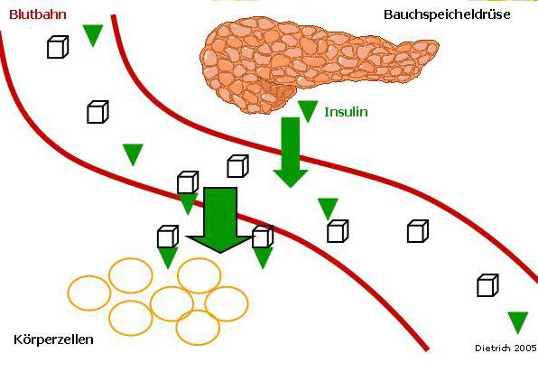 Инсулин и эффективное похудение: как гормон связан с набором жира?