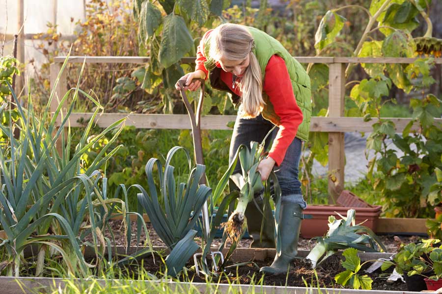 20 простых способов как и чем удобрить огород