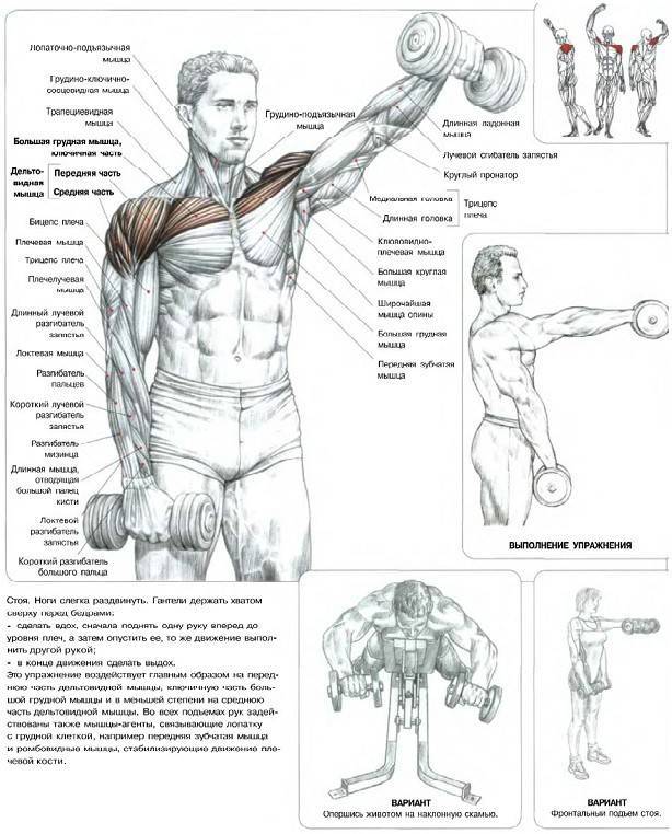 Широкие плечи и как их накачать? лучшие упражнения и тренировки