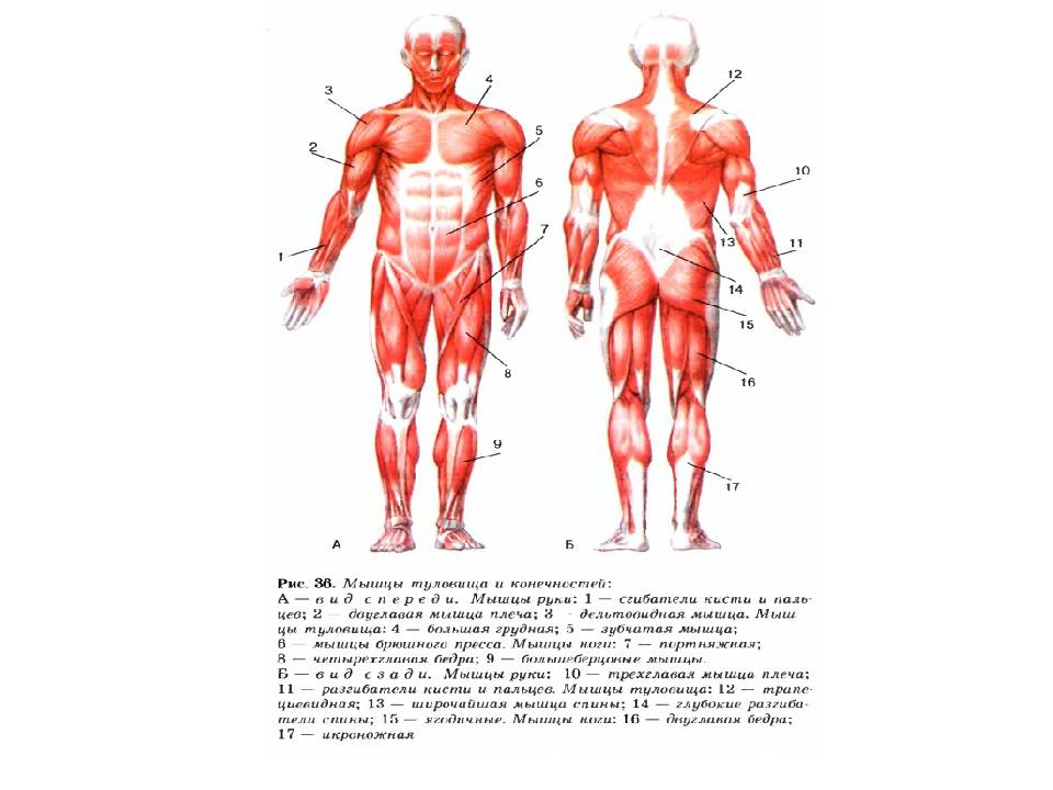 Топ-14 упражнений для здоровья спины и укрепления позвоночника