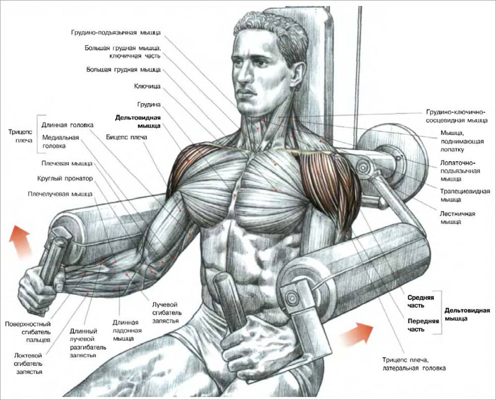 Как правильно качать мышцы плеча?