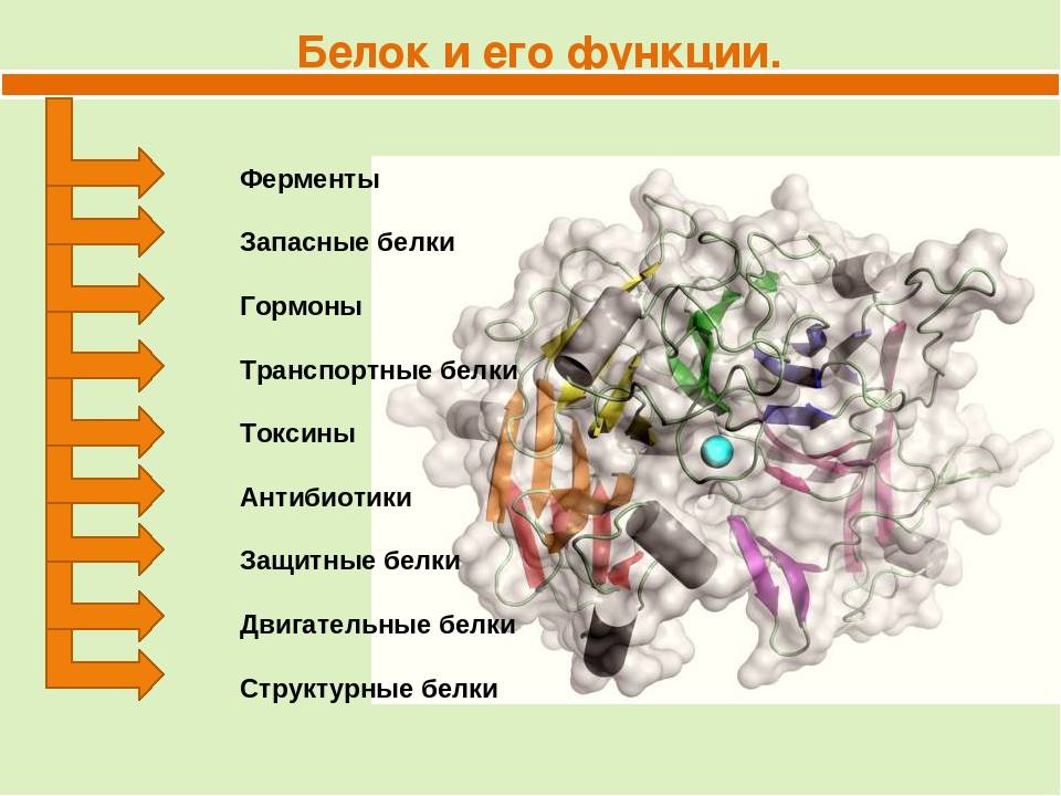 Функции белка в клетке: структура белковой молекулы, виды органического вещества