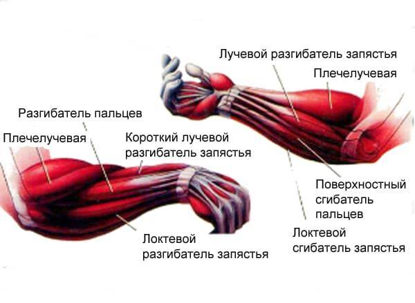 Мышцы предплечья: анатомия