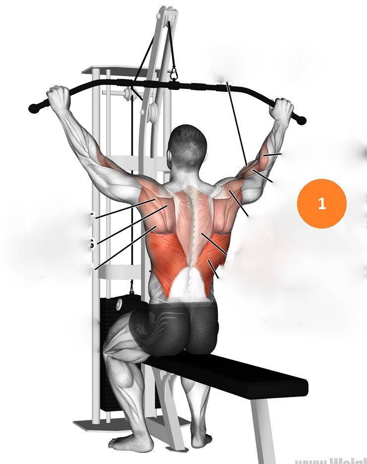 Тяга горизонтального (нижнего) блока — развиваем мышцы спины