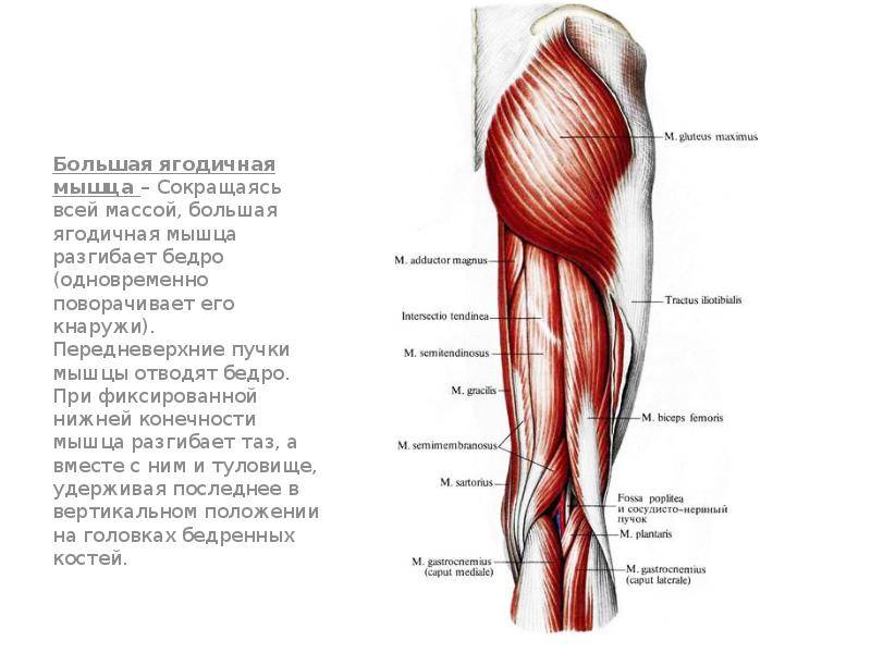 Двуглавая мышца бедра - biceps femoris muscle - abcdef.wiki