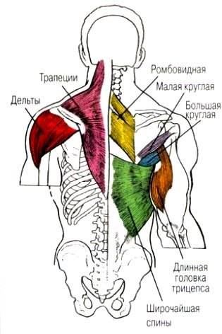 Большая круглая мышца плеча