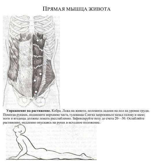Анатомия мышц живота | kinesiopro