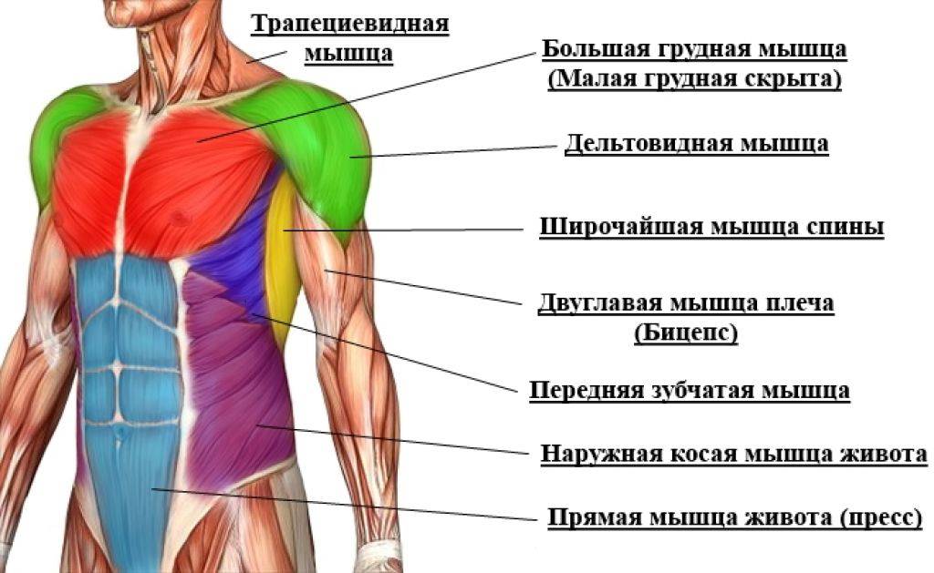 Верхняя часть человека. Мышцы грудного отдела спереди. Название мышц верхней части тела. Мышцы верхней части туловища. Мышцы верхней части тела анатомия.
