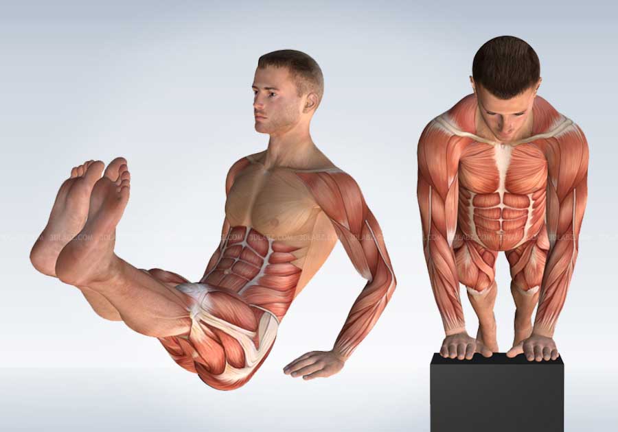 Как выделить мышцы на фото