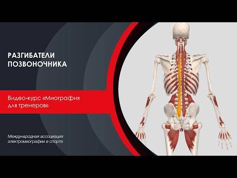 Разгибатели спины - анатомия, упражнения