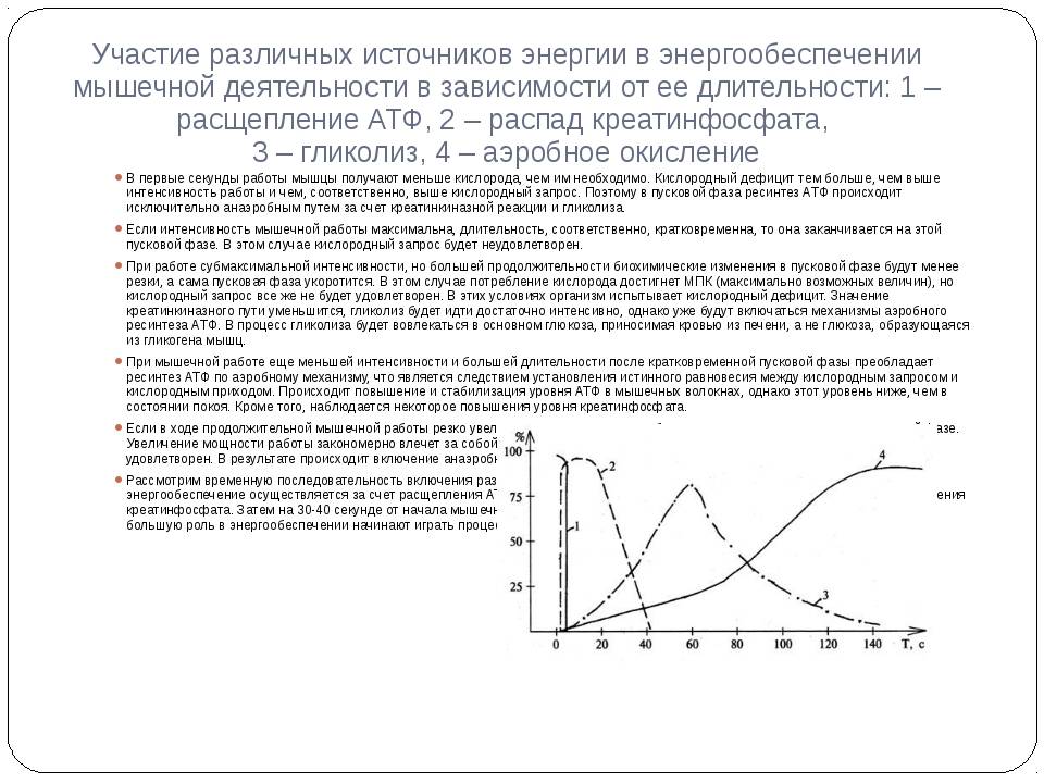 Энергообразование во время плавания