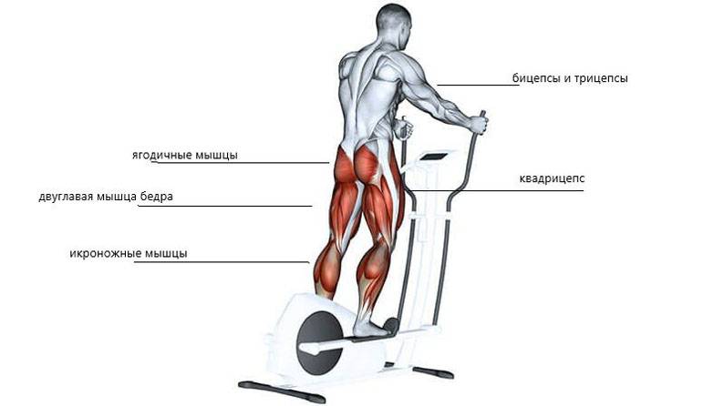 Тренажер степпер: какие мышцы работают, польза тренировок