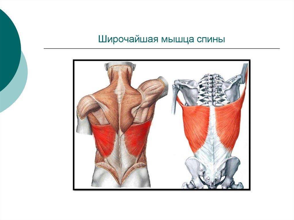 Анатомия мышц спины | бомба тело
