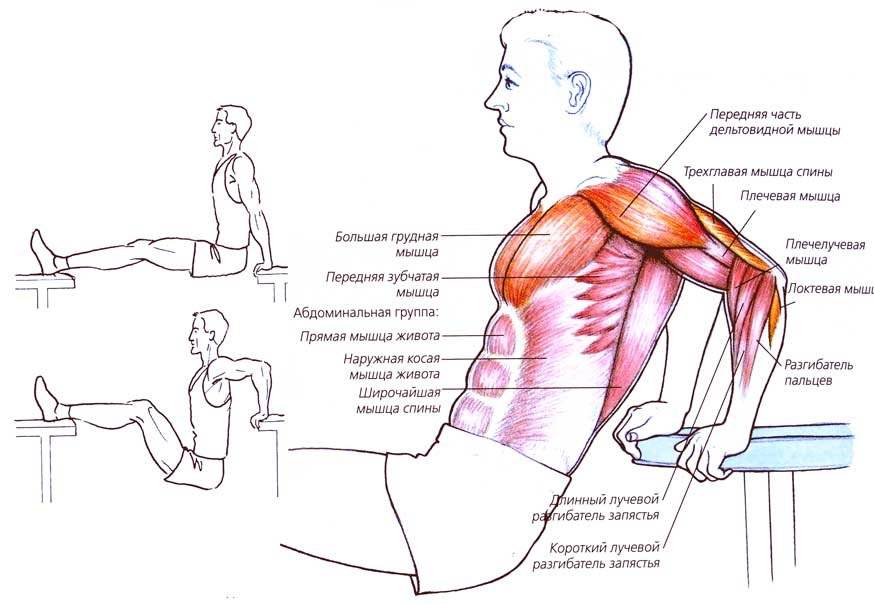 Какие мышцы работают при отжиманиях на брусьях: схема и рекомендации