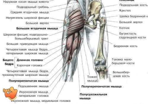 Бицепс бедра: анатомия и функции
