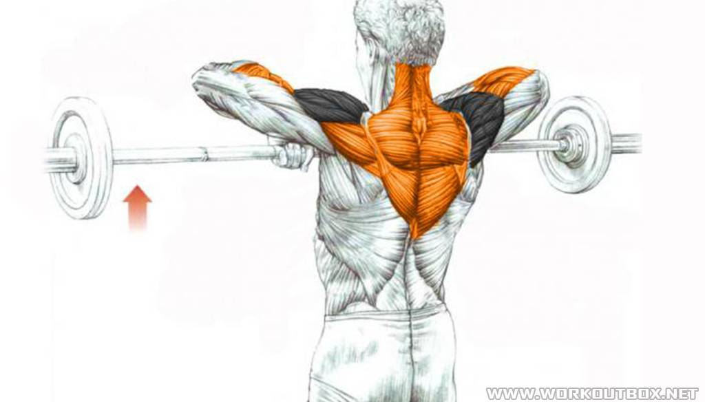 Упражнения для плеч и спины — придаем фигуре конусообразный торс | power-body.ru