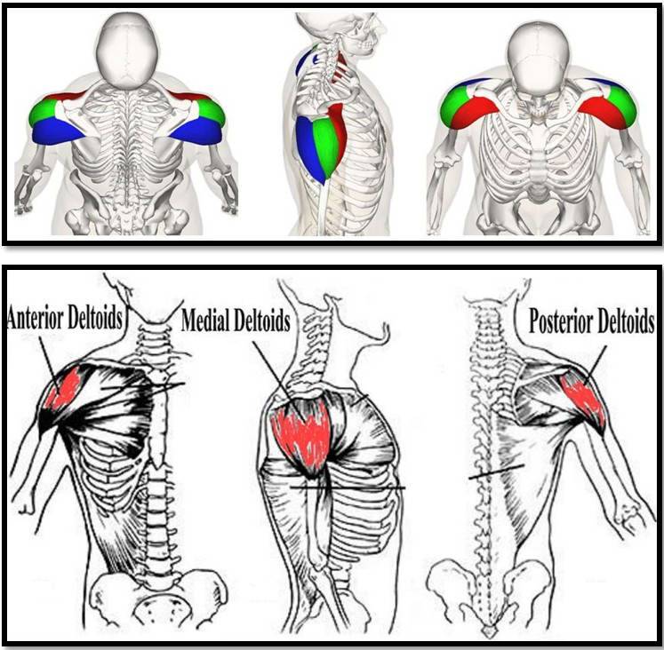 Средняя дельтовидная мышца. анатомия дельтовидной мышцы человека - информация