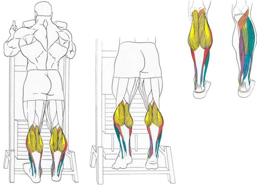 Упражнения для ног для похудения: 4 тренировки для дома и зала