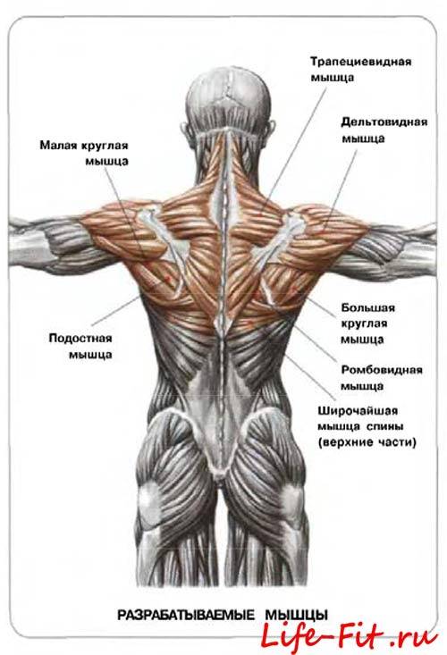 Широчайшая мышца спины анатомия картинки