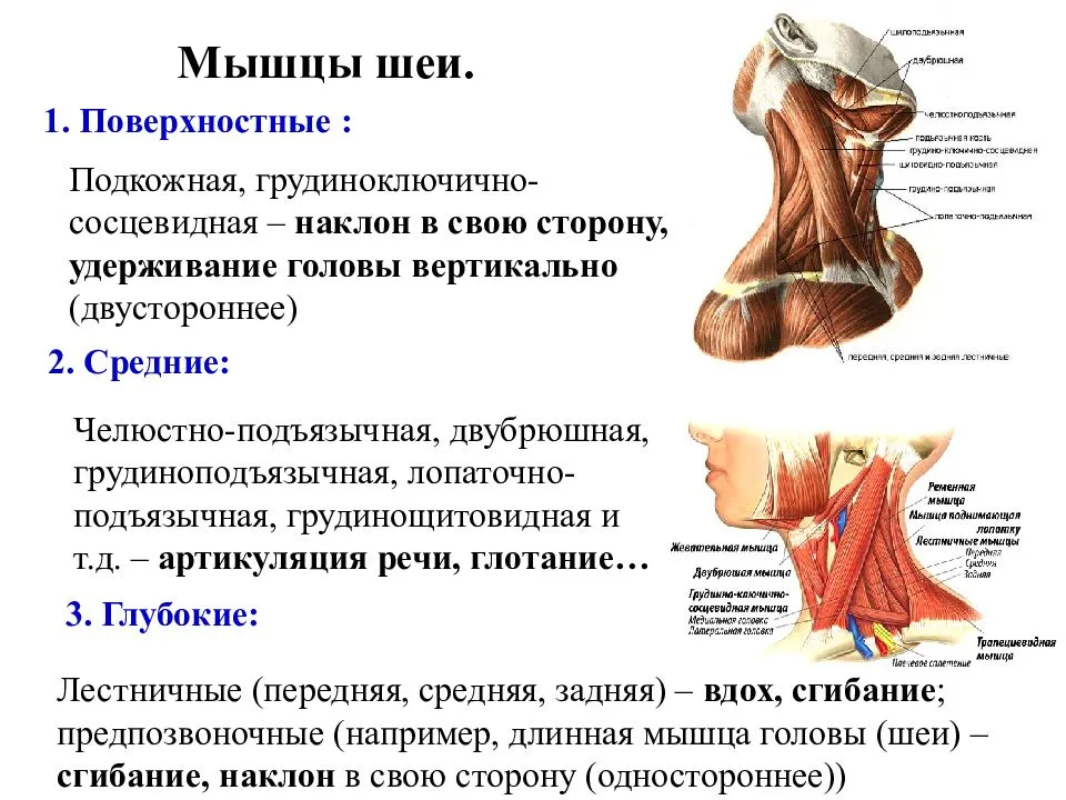 Мышцы головы и шеи человека | анатомия мышц головы и шеи, строение, функции, картинки на eurolab