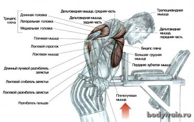 Отжимания на брусьях: какие мышцы работают, техника выполнения, виды на трицепс и грудные, схема тренировок