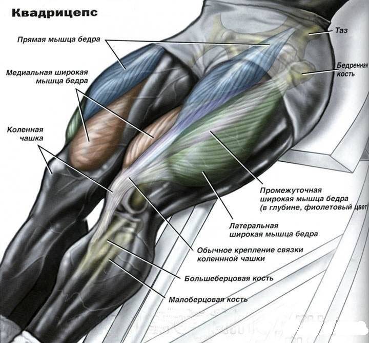 Базовые и изолирующие упражнения для мышц ног