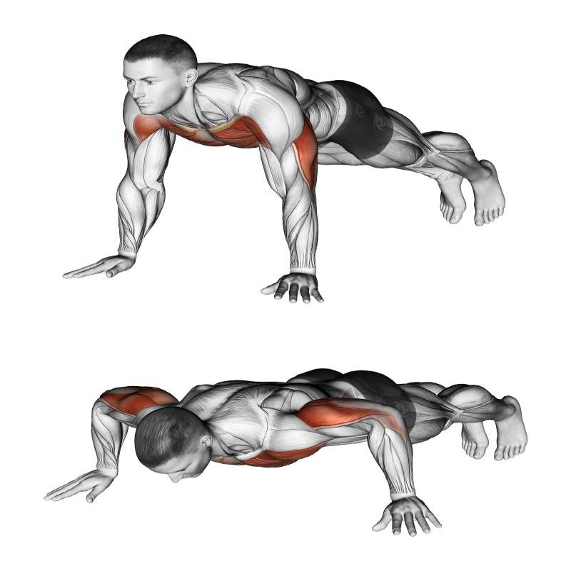 Качаем широчайшие мышцы спины