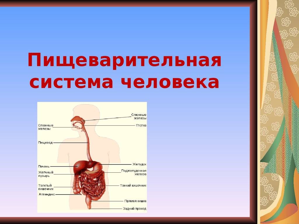 Урок 1. органы и процессы пищеварения