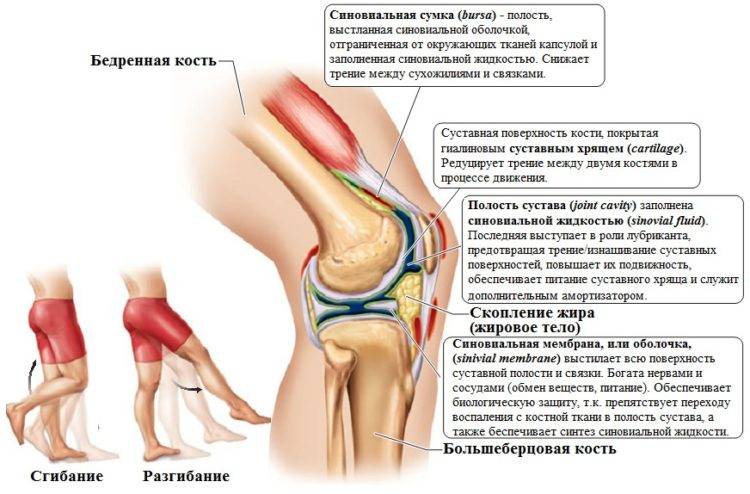 Болит колено. причины, виды болей, патологии, вызывающие болезненность, помощь при болях в правом и левом колене :: polismed.com