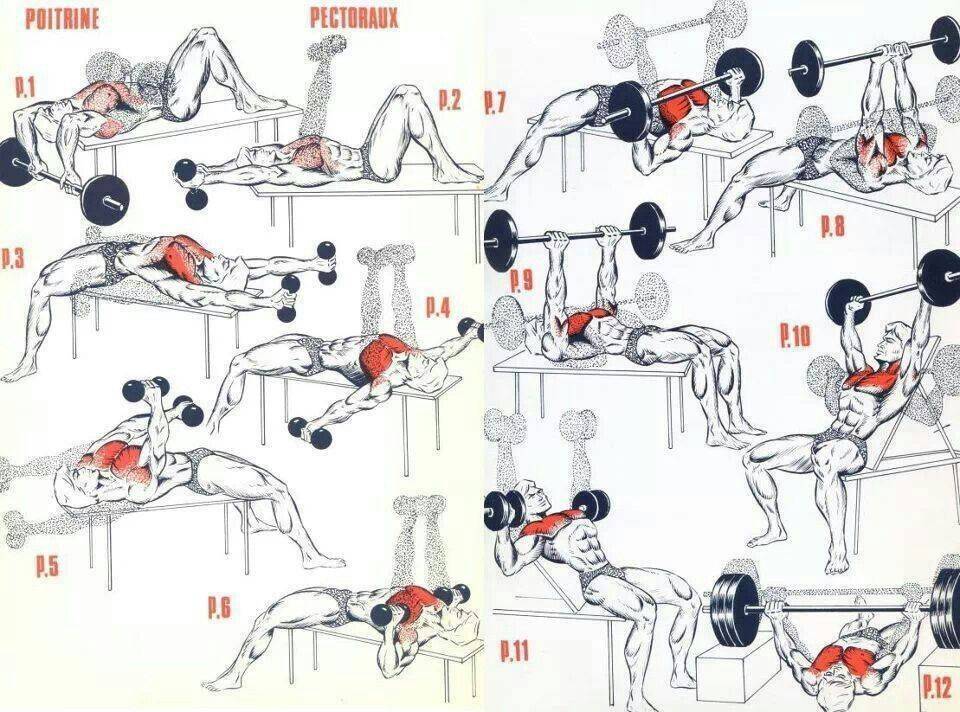 Упражнения на грудь ➔ как накачать грудные мышцы мужчинам и девушкам