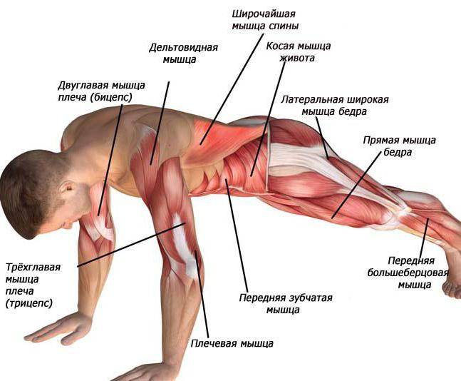 Сколько упражнений делать на одну группу мышц