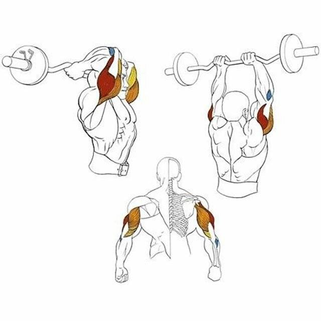 Жим штанги стоя (армейский жим): какие мышцы включаются в работу при правильном выполнении жима штанги с груди стоя и сидя