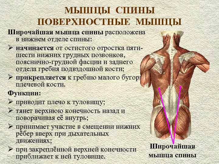 Анатомия и физиология позвоночника. медицинский центр любляна, луганск.