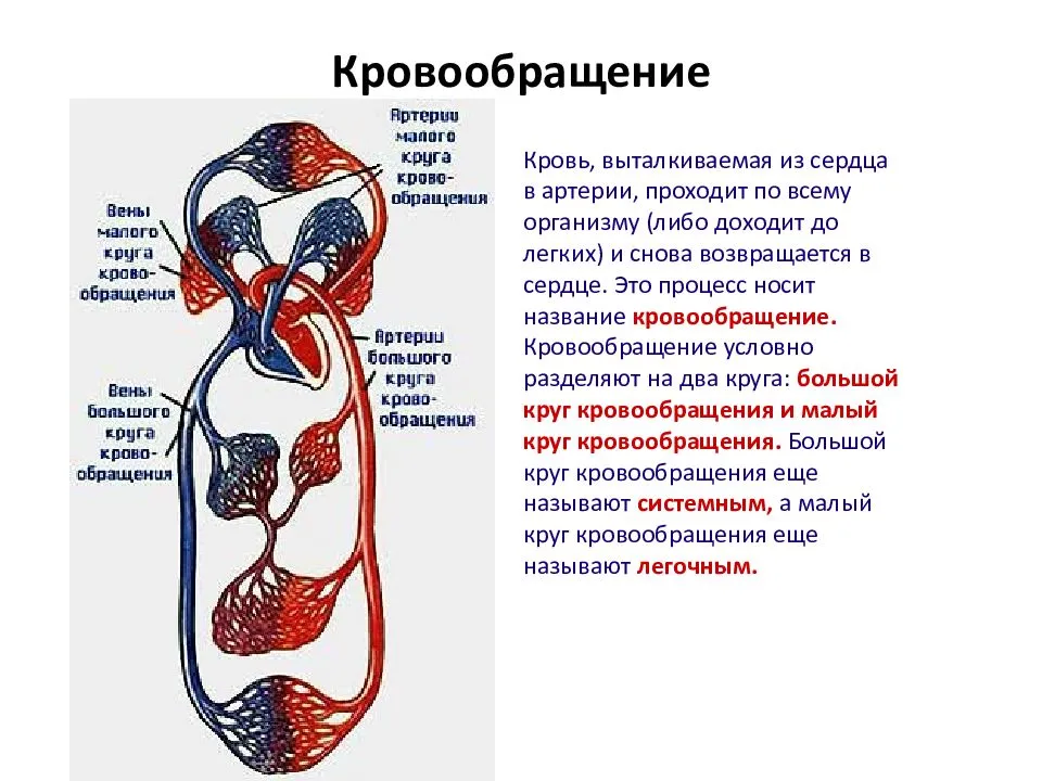 Кровообращения передней