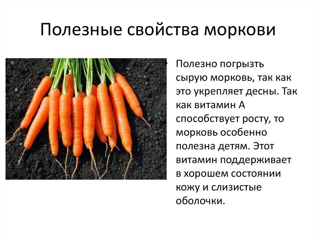 Тушеная, сырая и вареная морковь: польза и вред для организма человека