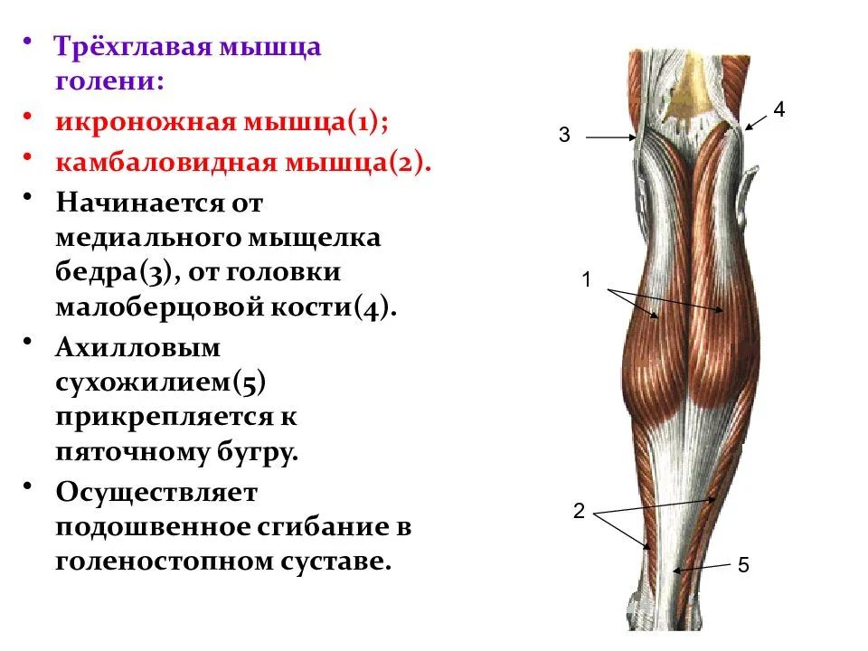 Расставьте надписи на изображение камбаловидная мышца икроножная мышца ахиллово сухожилие