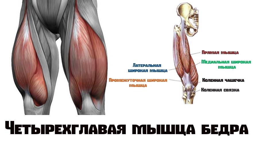 Разрыв сухожилия четырехглавой мышцы бедра  | kinesiopro