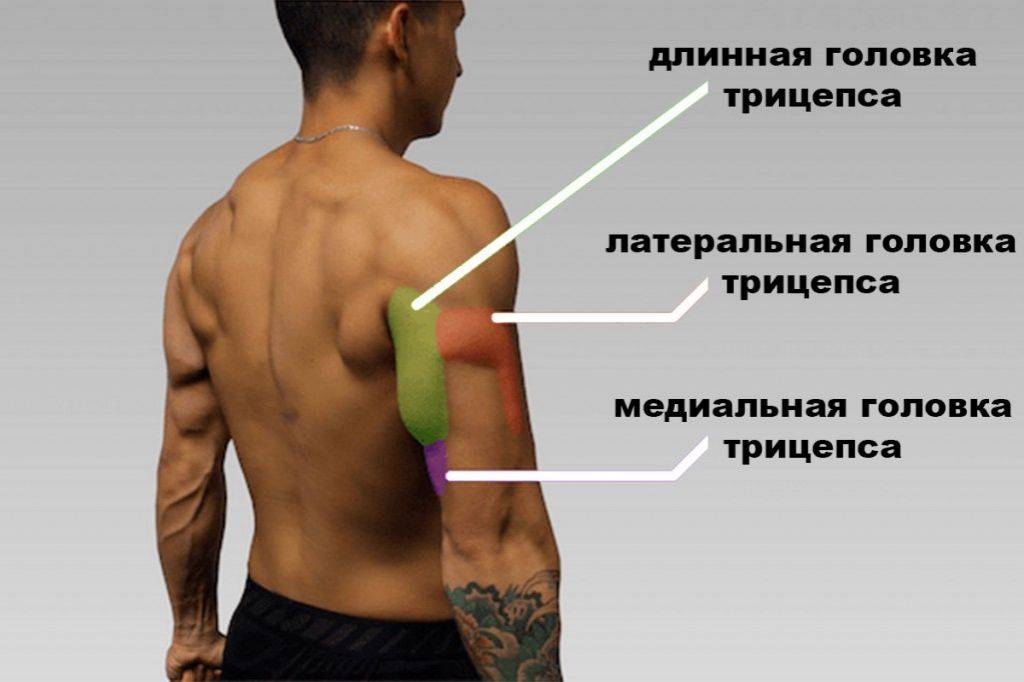 Как накачать трицепс