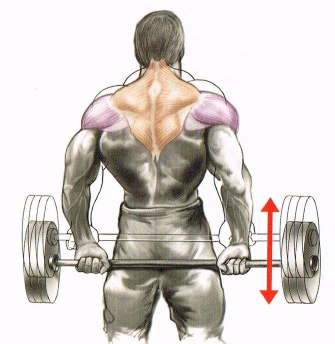 Упражнения на спину с гантелями и штангой: как накачать спину в домашних условиях. упражнения для мышц спины для мужчин