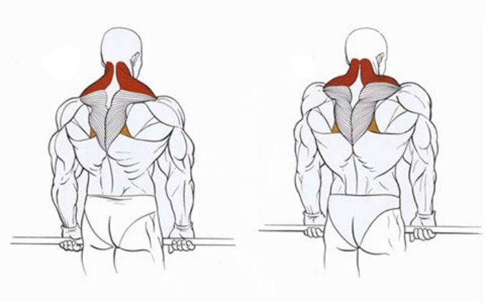 Ромбовидная мышца: функции, где находится, упражнения